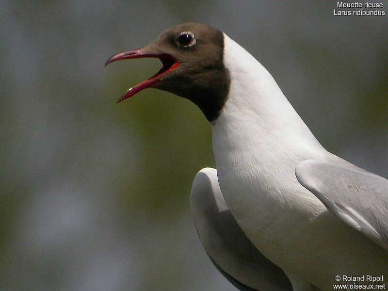 Black-headed Gulladult breeding