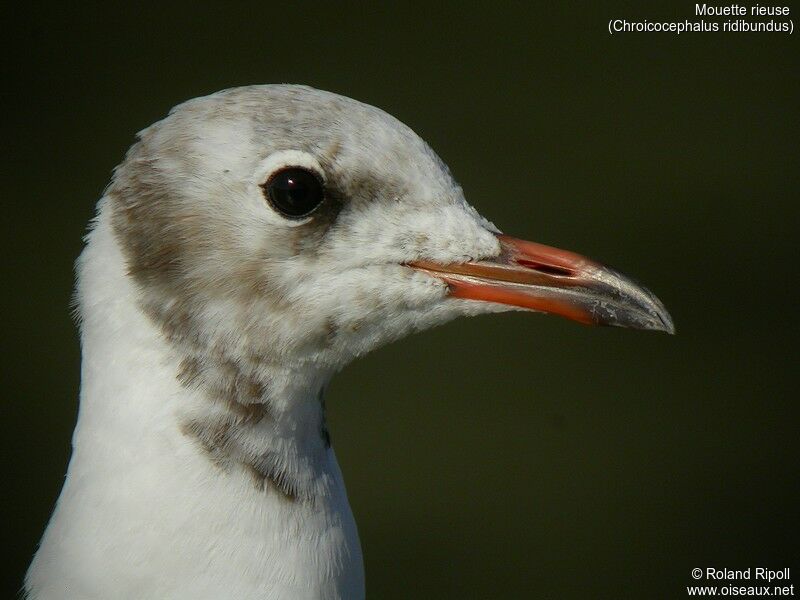 Mouette rieuseadulte internuptial