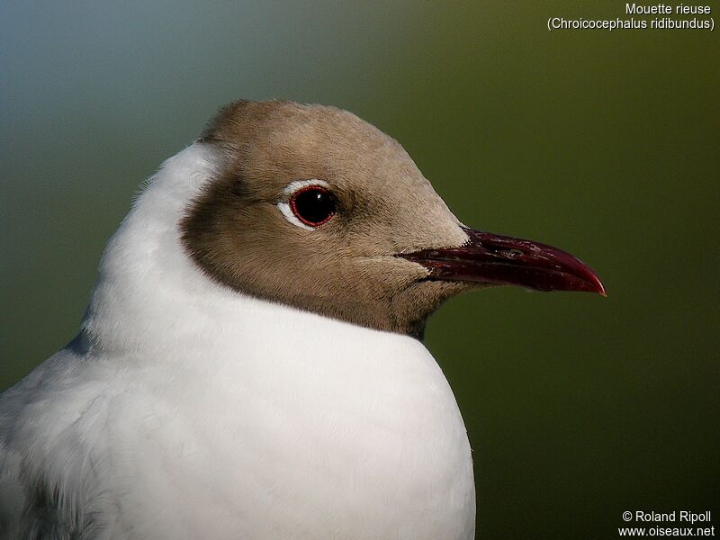 Mouette rieuseadulte nuptial