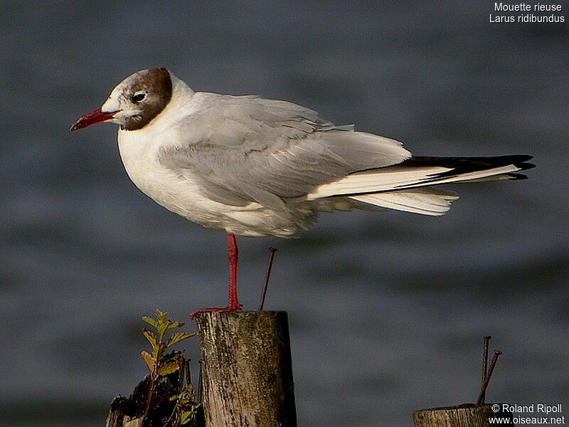 Mouette rieuseadulte internuptial