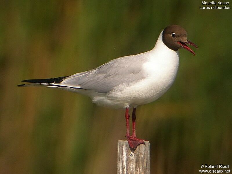 Mouette rieuseadulte nuptial