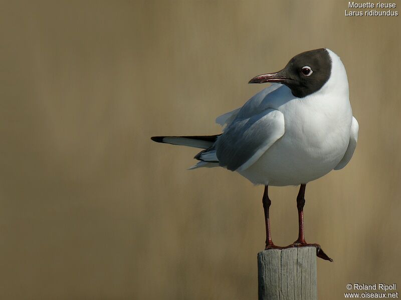 Mouette rieuseadulte nuptial, identification