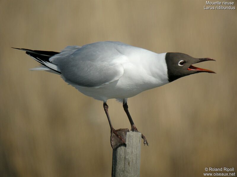 Black-headed Gulladult breeding