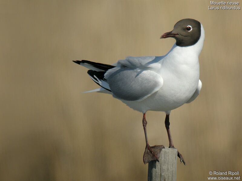 Mouette rieuseadulte nuptial