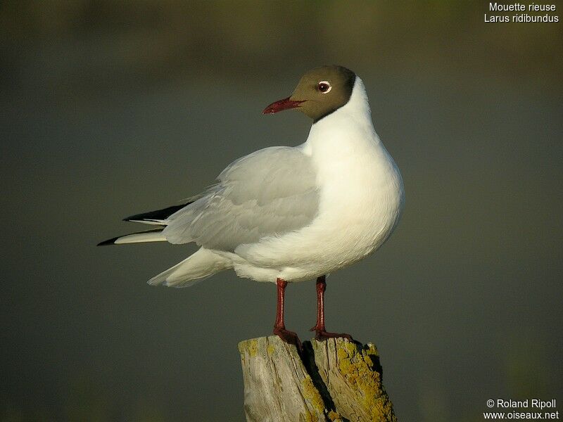 Mouette rieuseadulte nuptial, identification