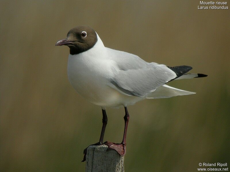 Mouette rieuseadulte nuptial