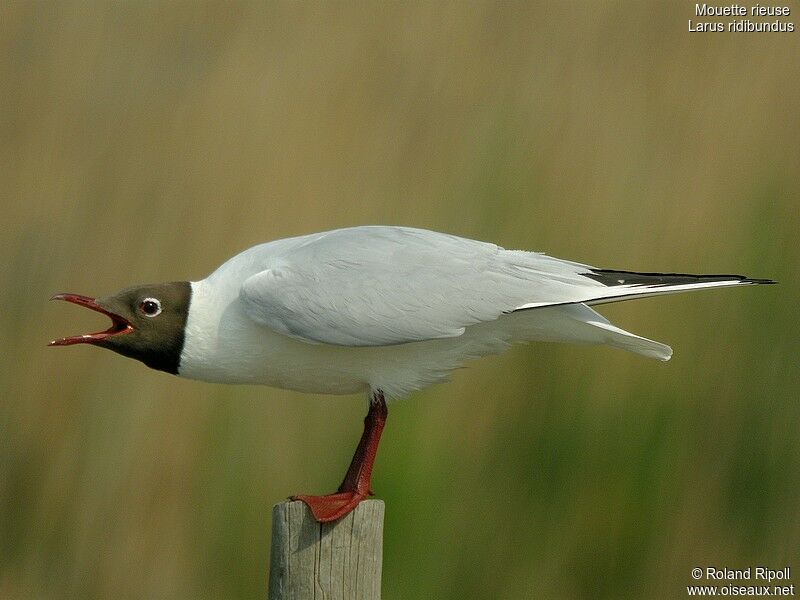 Mouette rieuseadulte nuptial