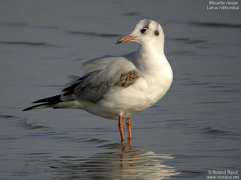 Mouette rieuseadulte internuptial