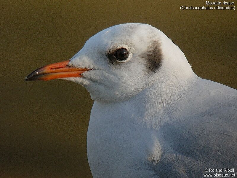 Black-headed Gulladult post breeding