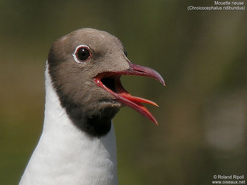 Mouette rieuseadulte nuptial