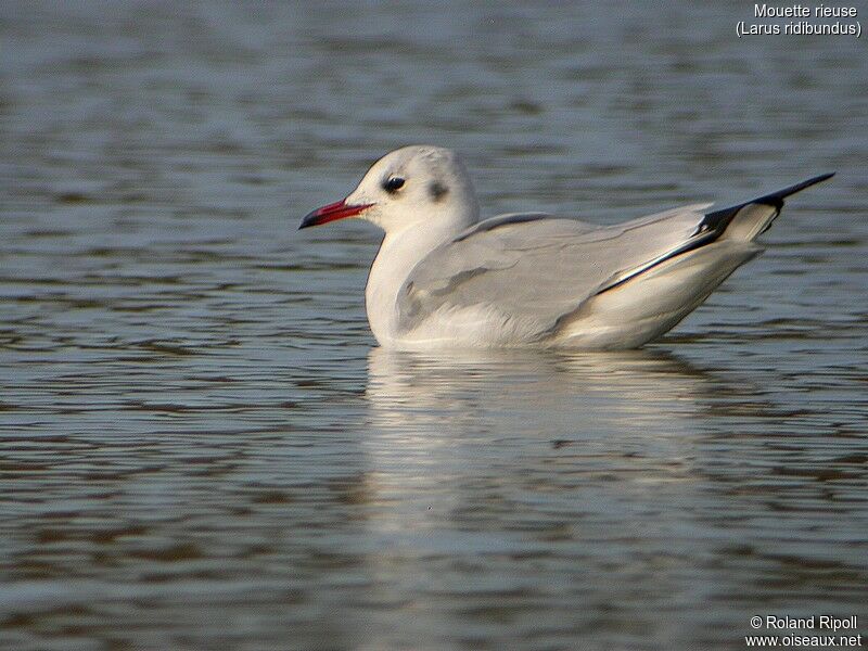 Black-headed Gull