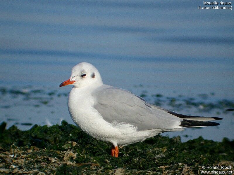 Mouette rieuse