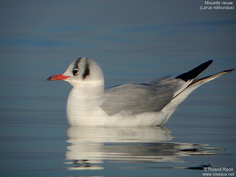 Black-headed Gull