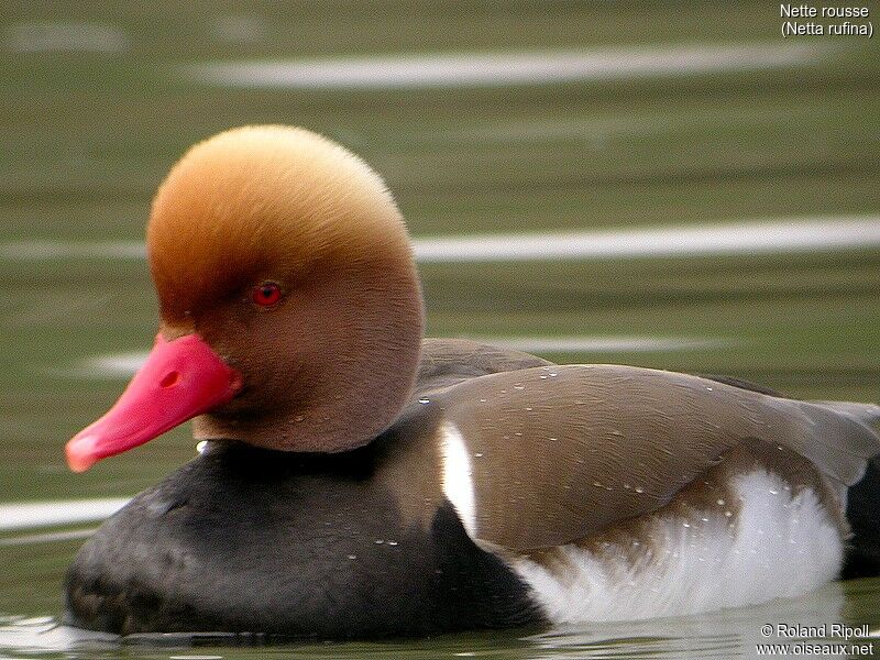 Red-crested Pochard