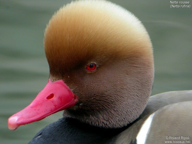 Red-crested Pochard