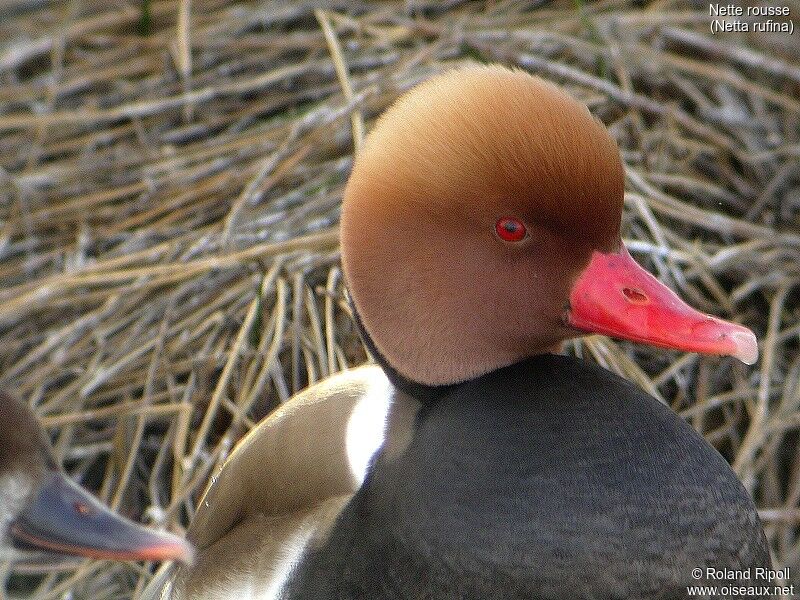 Red-crested Pochard