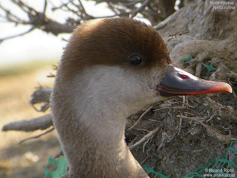 Red-crested Pochard female adult