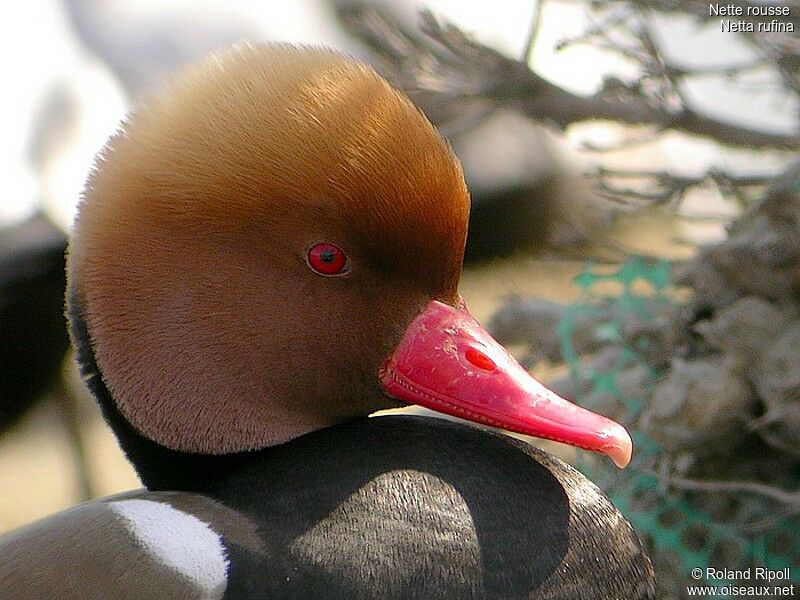 Red-crested Pochard male adult