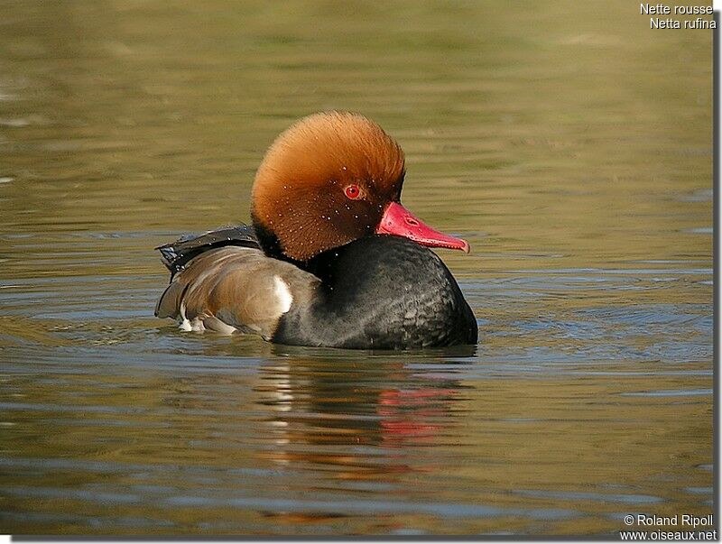 Red-crested Pochard male