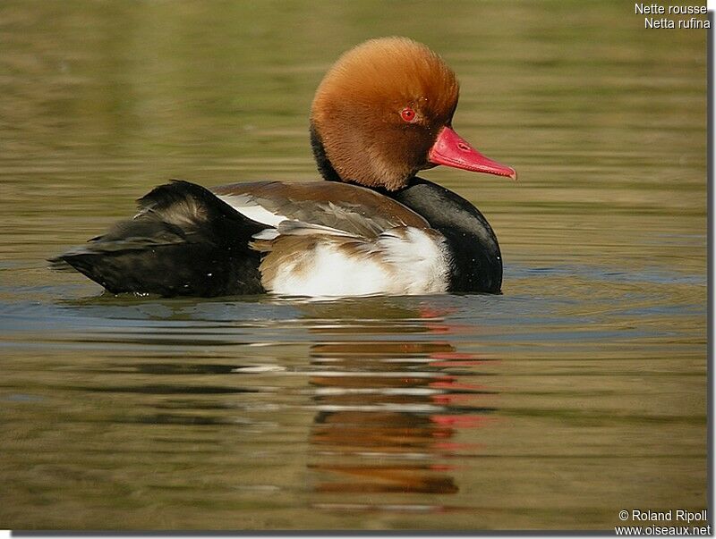 Nette rousse mâle