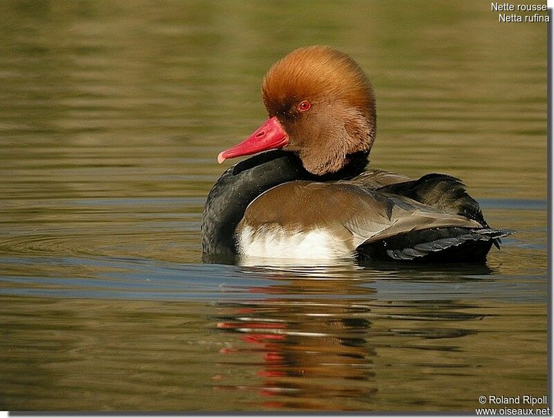 Nette rousse mâle adulte internuptial