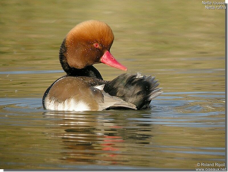 Red-crested Pochard male adult post breeding