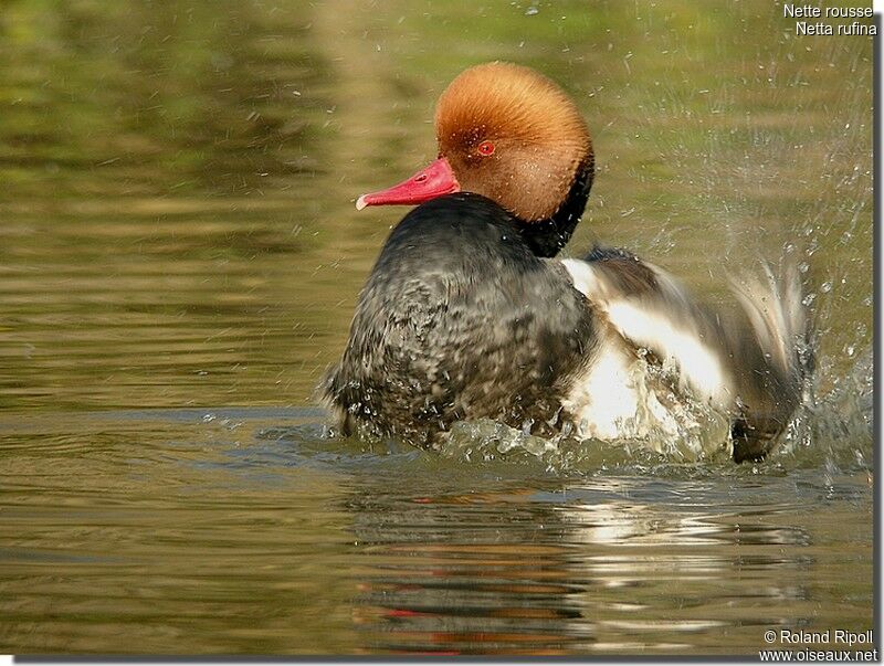 Nette rousse mâle adulte internuptial