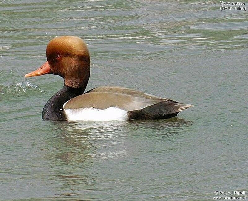 Nette rousse