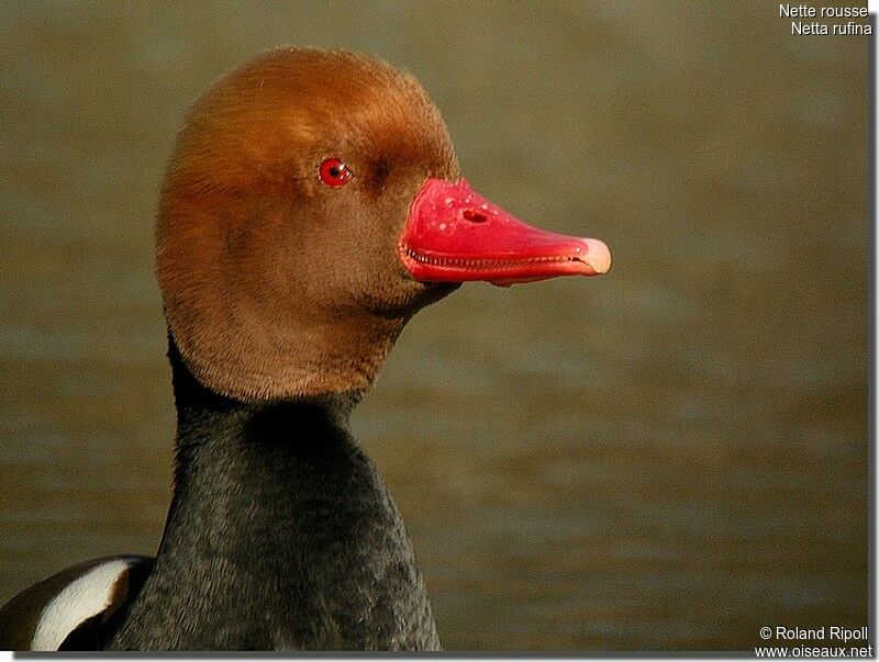 Red-crested Pochard male adult breeding