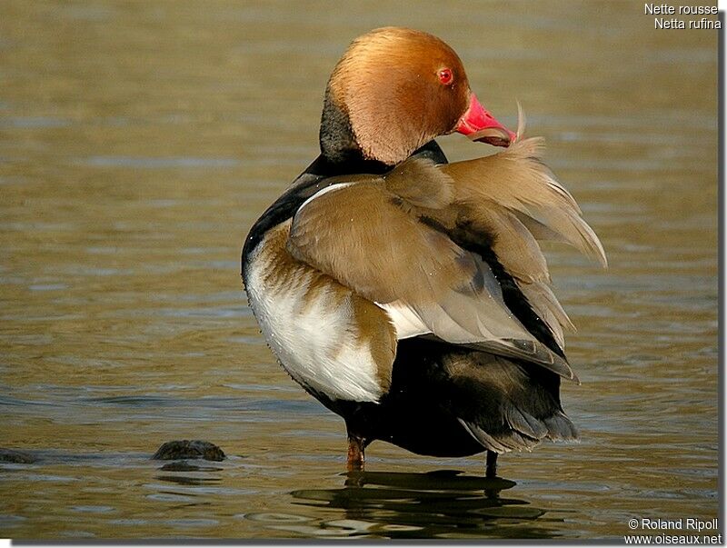 Nette rousse mâle adulte nuptial