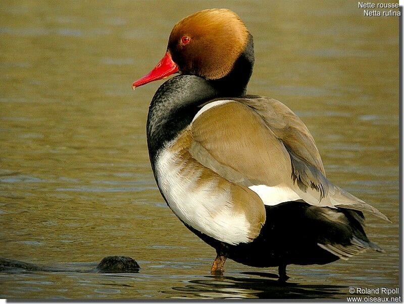 Nette rousse mâle adulte nuptial