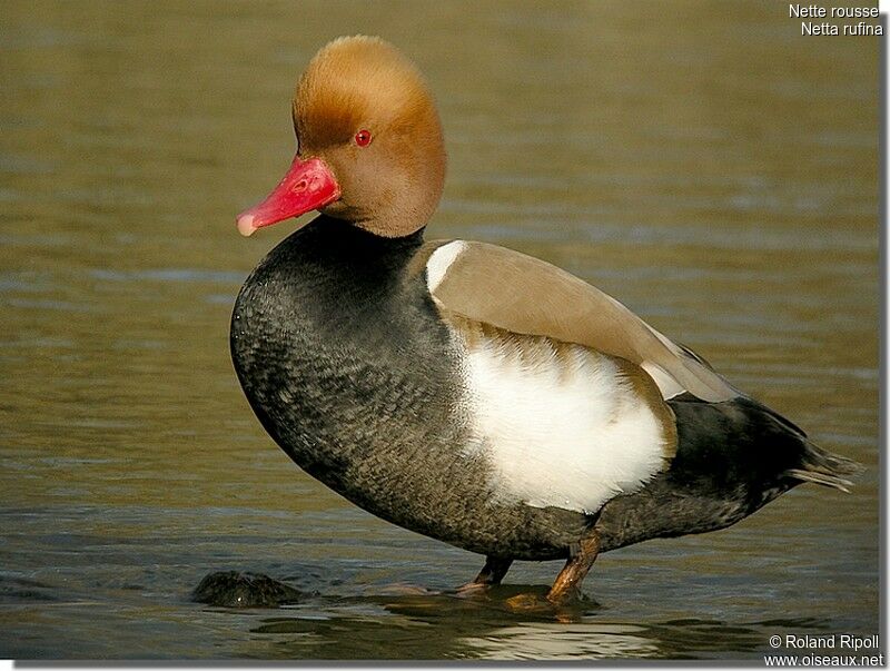 Nette rousse mâle adulte nuptial