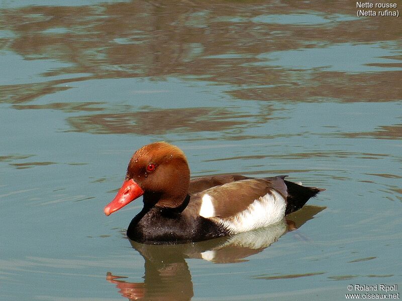 Red-crested Pochard