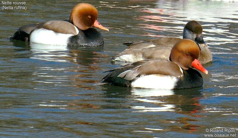 Nette rousse