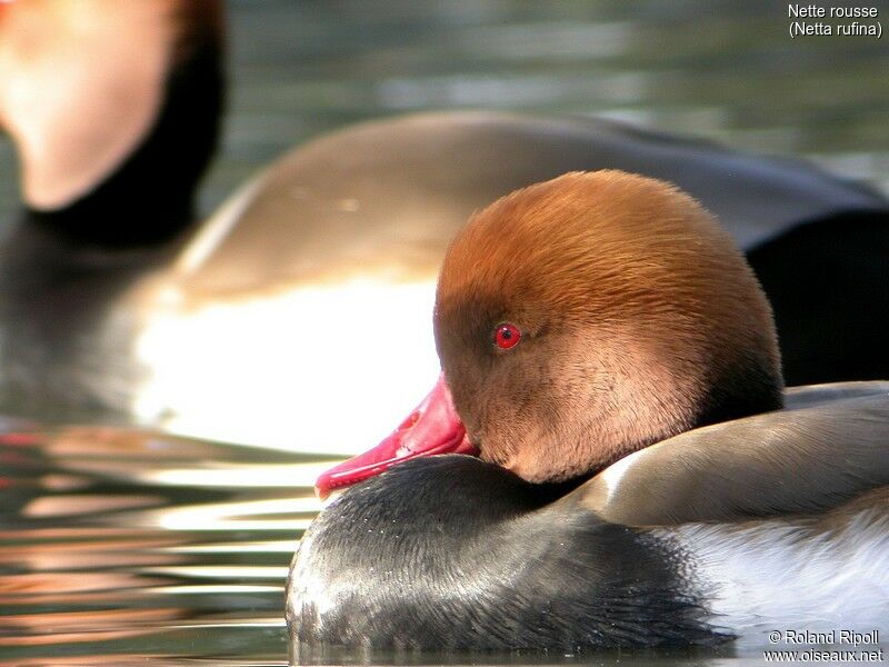 Red-crested Pochard