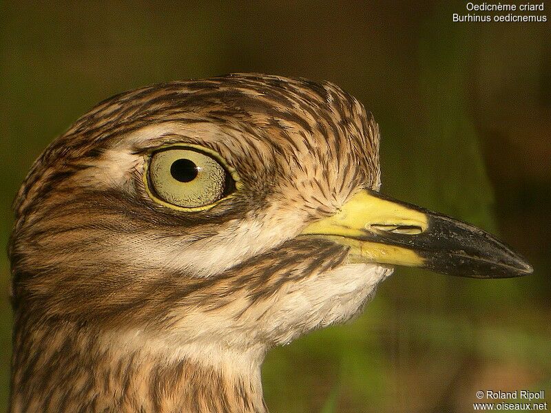 Eurasian Stone-curlewadult post breeding