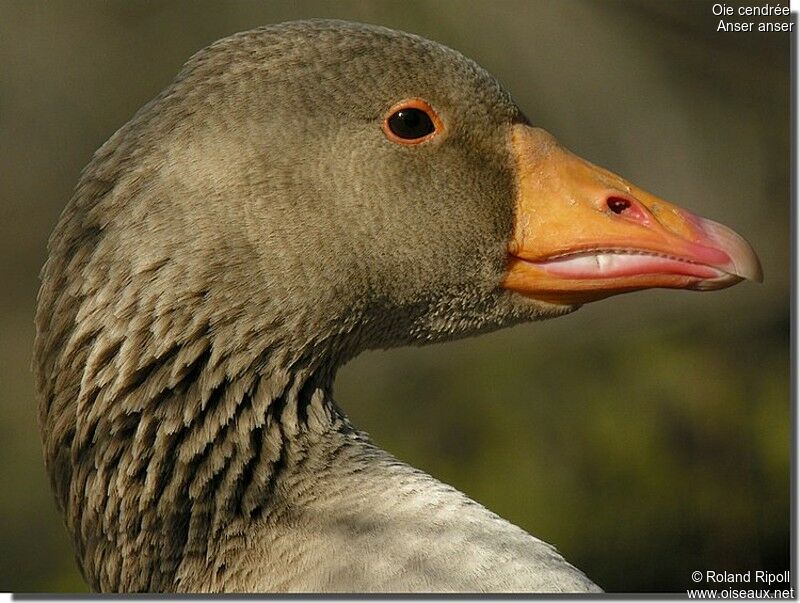 Greylag Goose