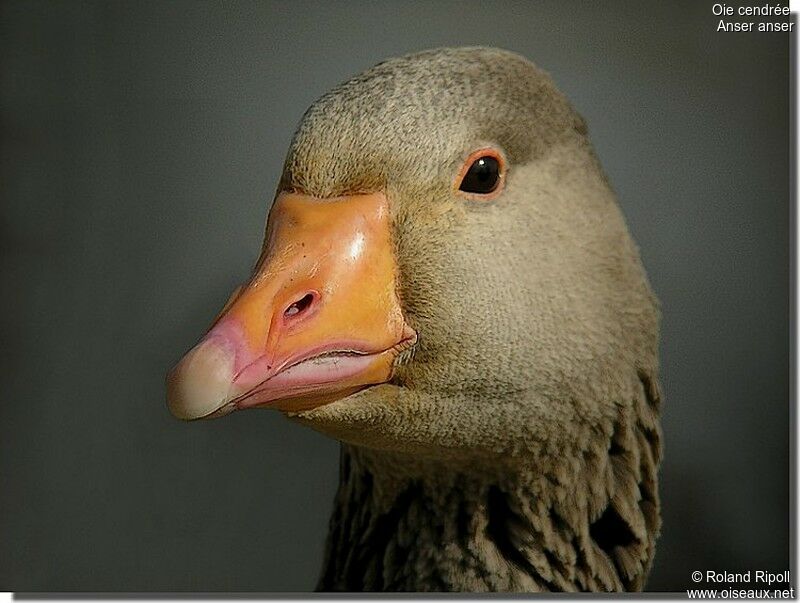 Greylag Goose