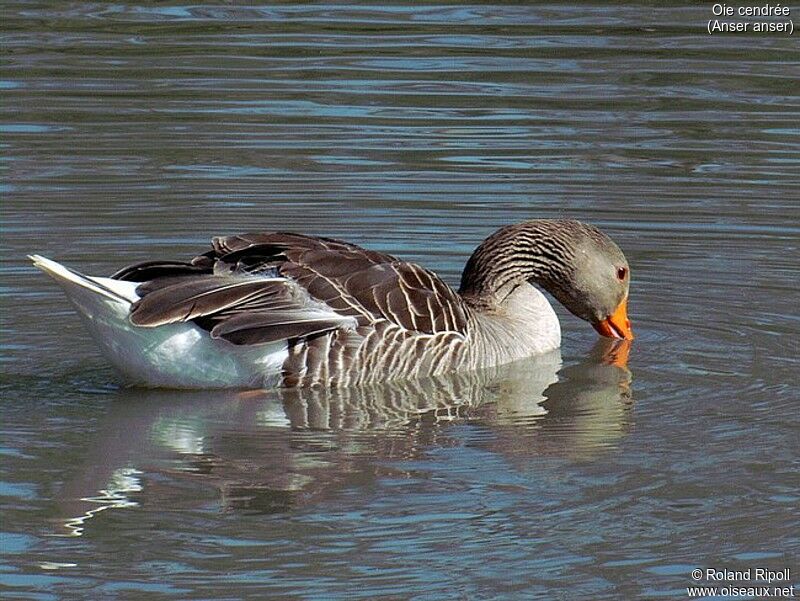 Greylag Goose