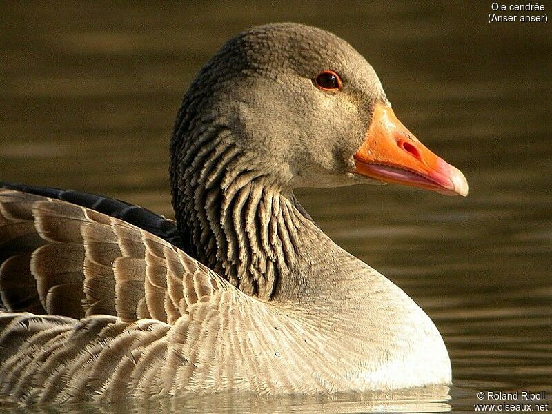 Greylag Goose