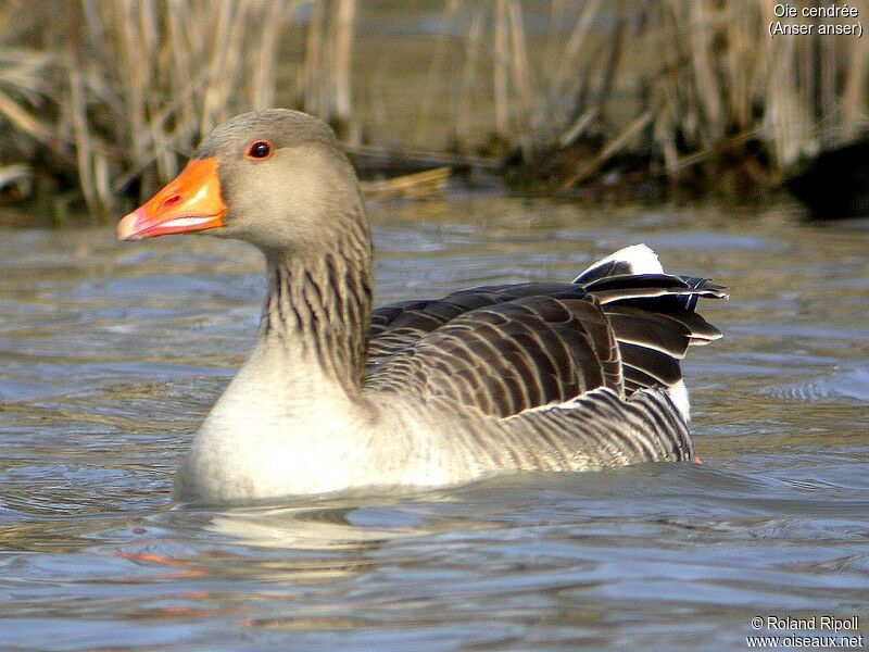 Greylag Goose