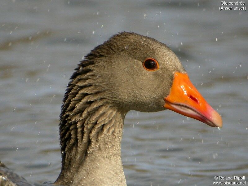 Greylag Goose