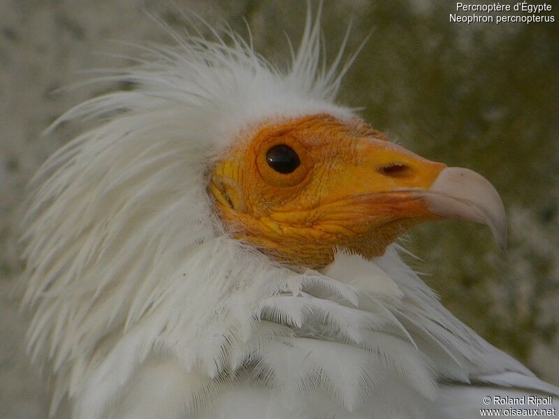 Egyptian Vulture