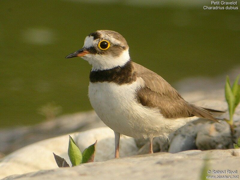 Little Ringed Ploveradult breeding