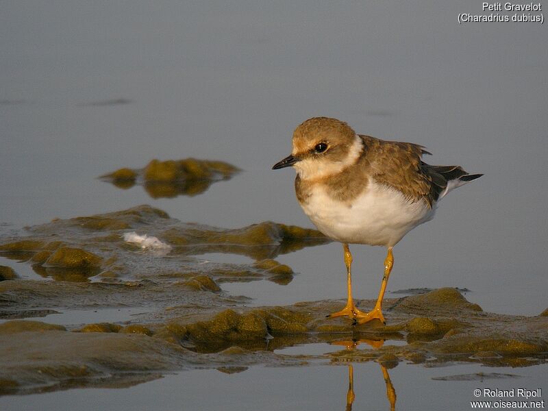 Little Ringed Ploverjuvenile