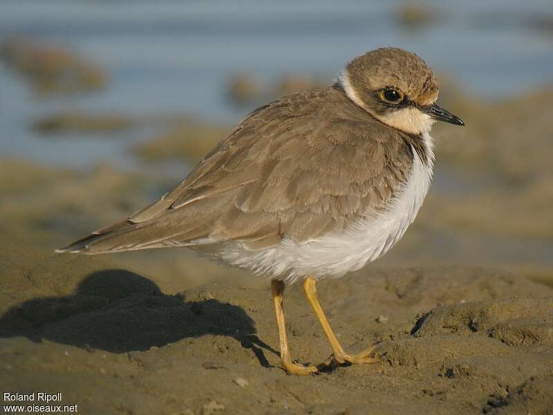 Little Ringed PloverFirst year, identification