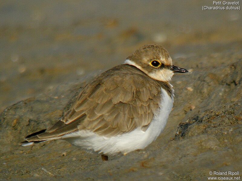 Little Ringed Plover