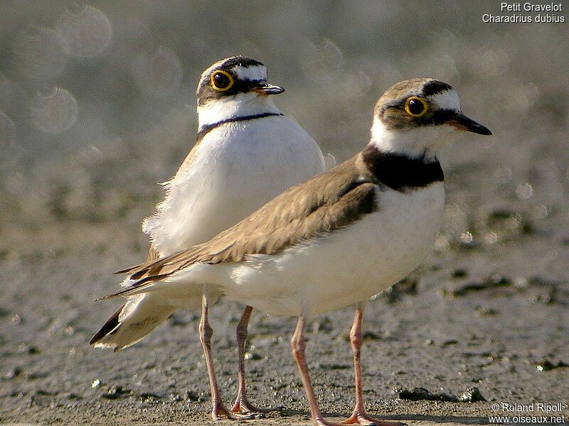 Little Ringed Plover adult breeding