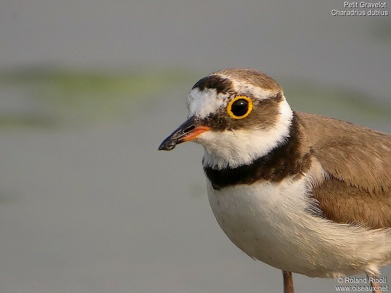 Little Ringed Ploveradult breeding