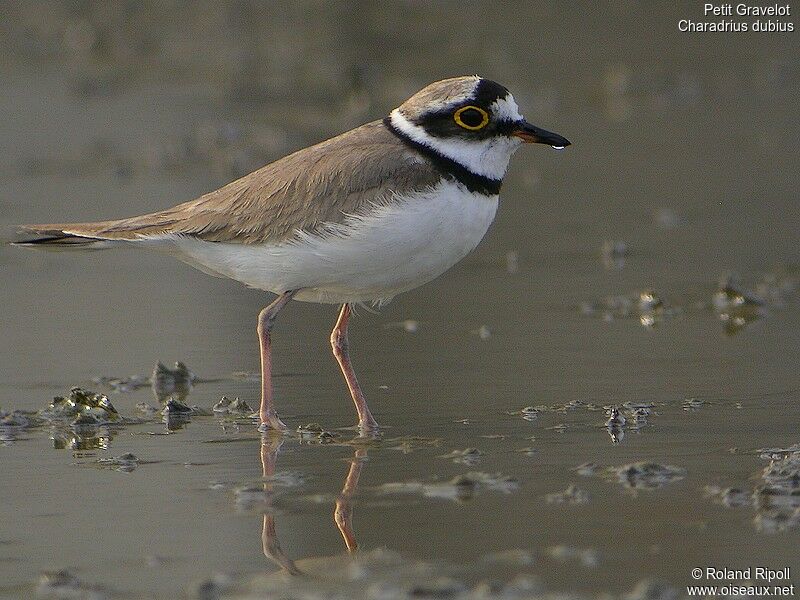 Little Ringed Ploveradult breeding